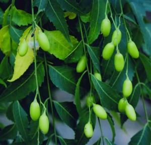 Neem Health and Healing